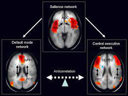 Frontoparietal network - Wikipedia